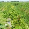 Un cours d'eau en milieu agricole plus en santé grâce à AGIR Maskinongé