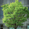 Répertoire des arbres recommandés en milieu urbain