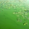 Les sentinelles des lacs du COGESAF surveillent les fleurs d'eau d'algues bleu-vert