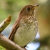 Un million de dollars pour améliorer la conservation d'espèces en péril dans les montagnes Vertes du Nord