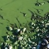 Les OBV du Québec et le ROBVQ continuent leur lutte contre les algues bleu-vert 