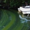 Les OBV continuent de lutter contre les algues bleu-vert