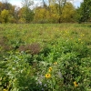Le projet collectif par bassin versant du ruisseau Beloeil : des aménagements florissants