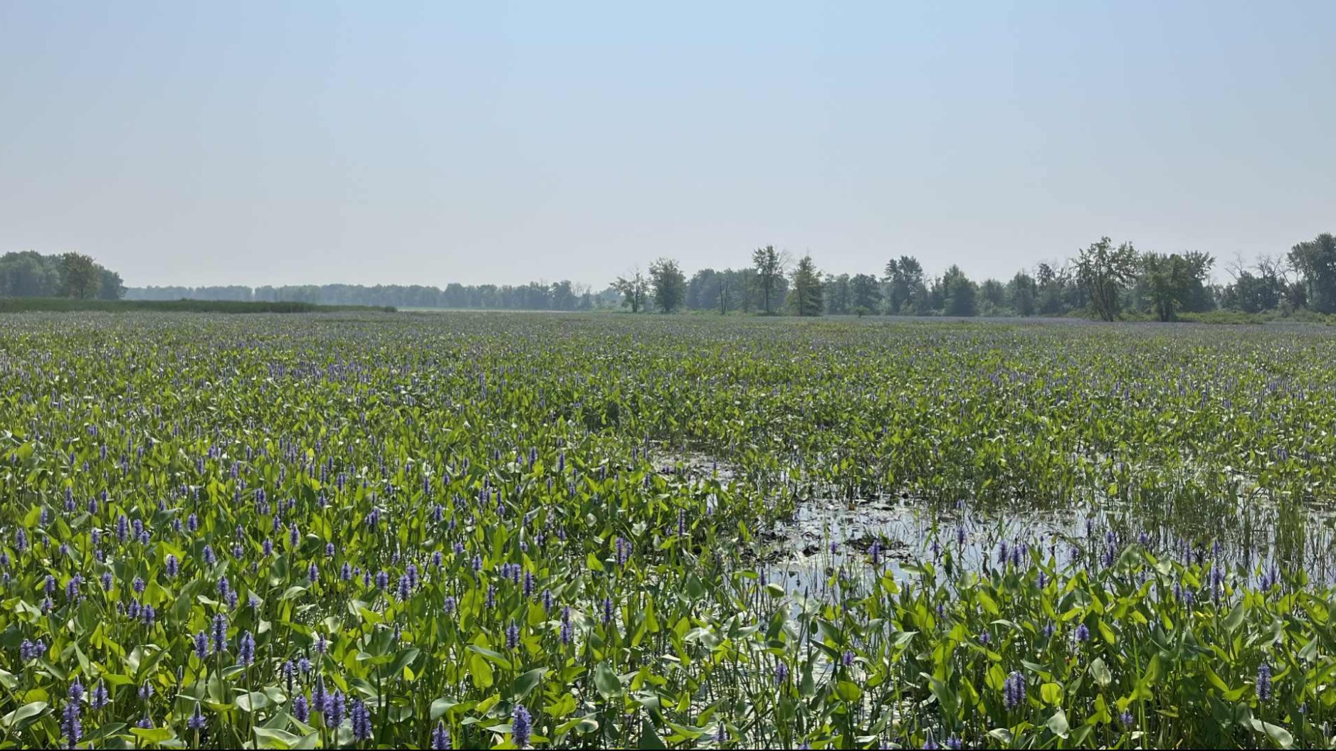 Il était une fois les monstres des marais