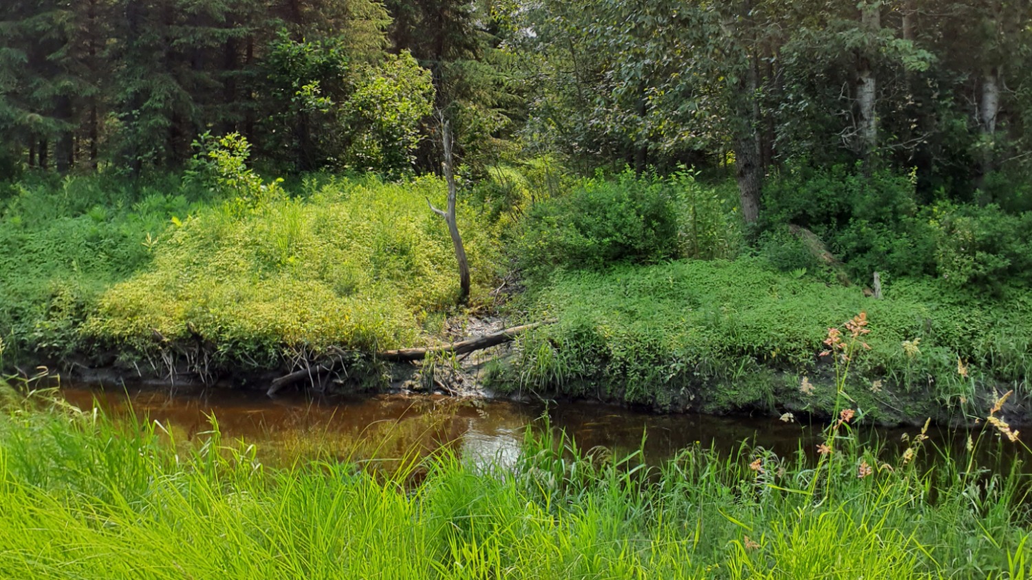 Les forêts publiques au cœur des enjeux hydriques:  Entretien avec Antoine Plourde-Rouleau