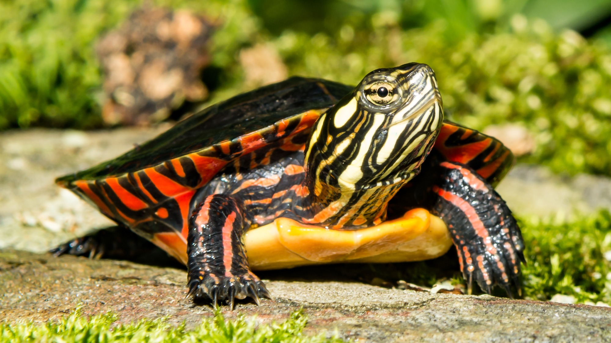Tortue peinte