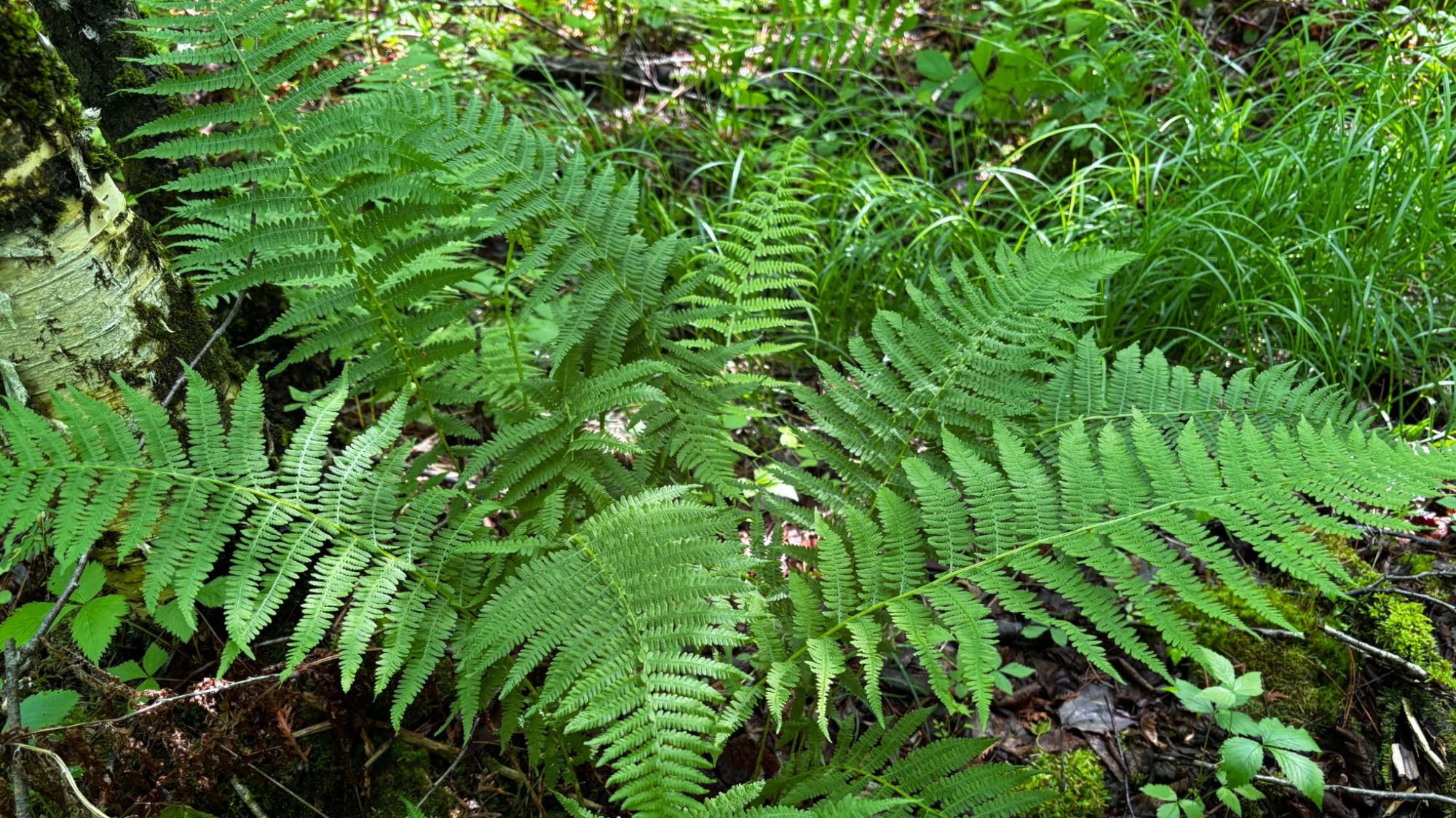 Athyrium filix-femina, plante facultative des milieux humides