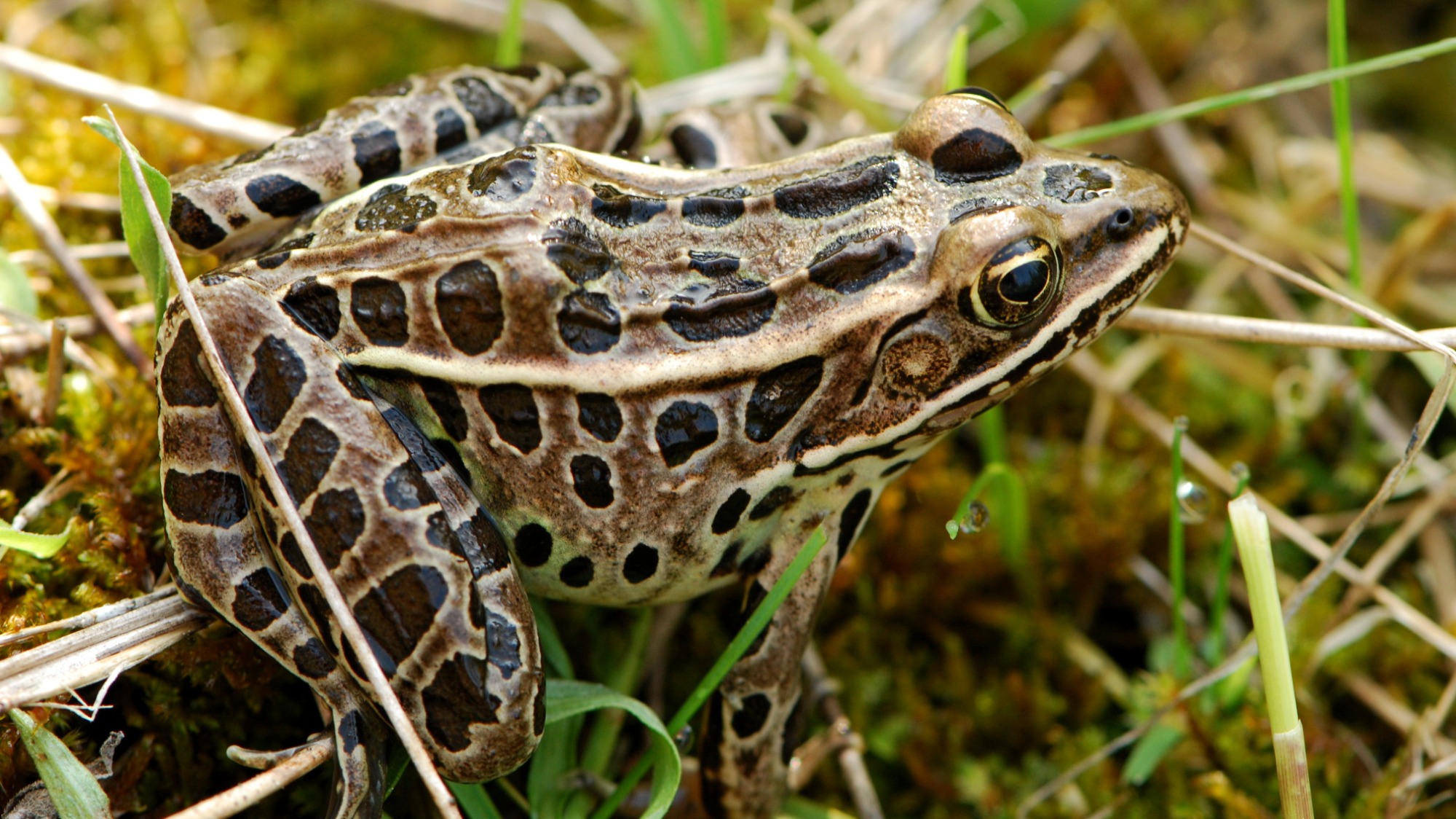 Grenouille léopard