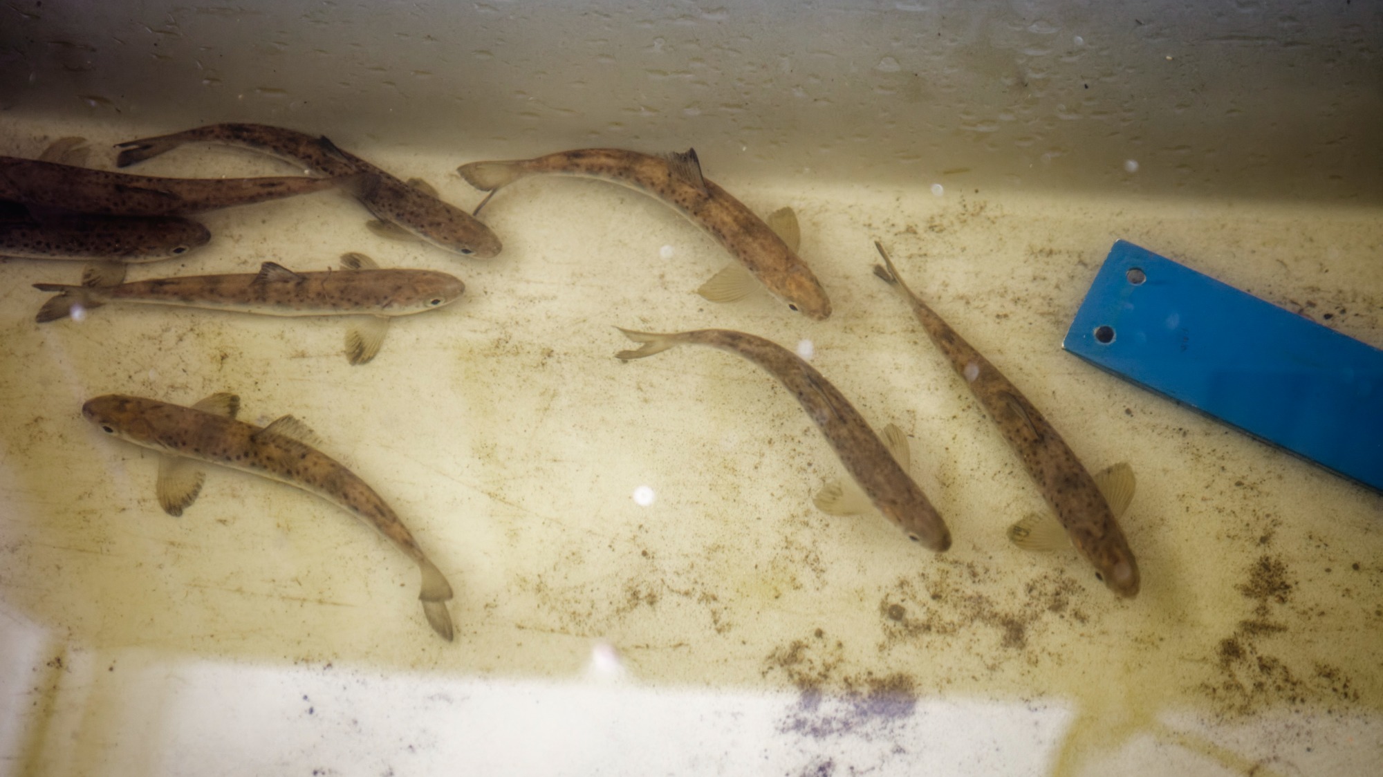Le grand bassin avec plusieurs saumons visibles, prêts à être remis à l’eau