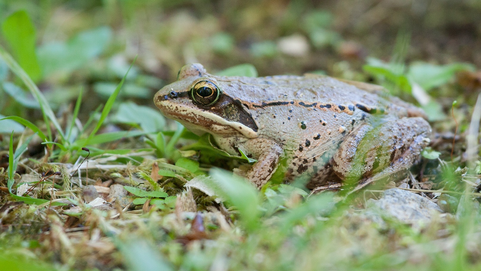 Grenouille des bois