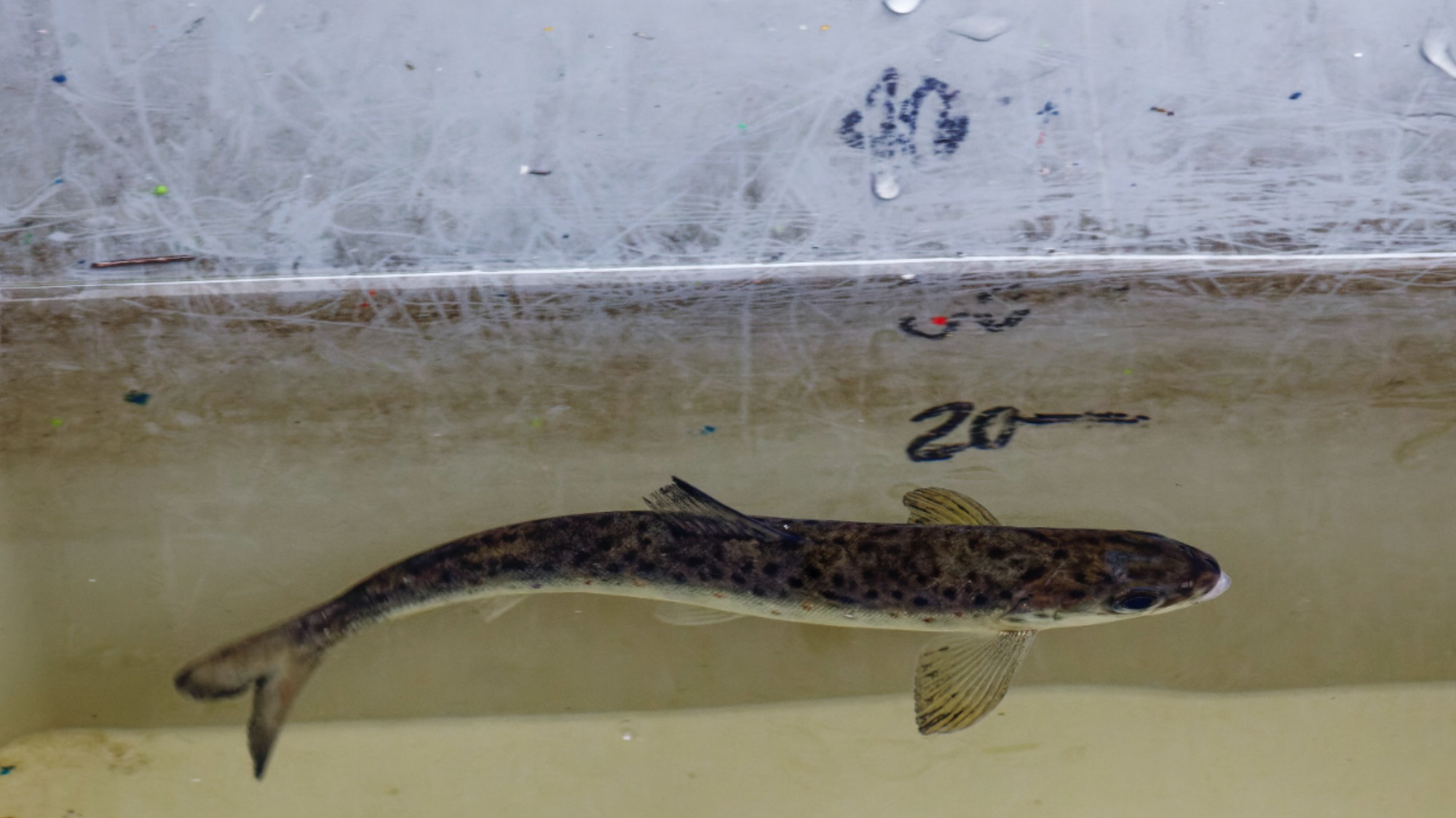Bassin de réveil avec un saumon qui retrouve sa vigueur