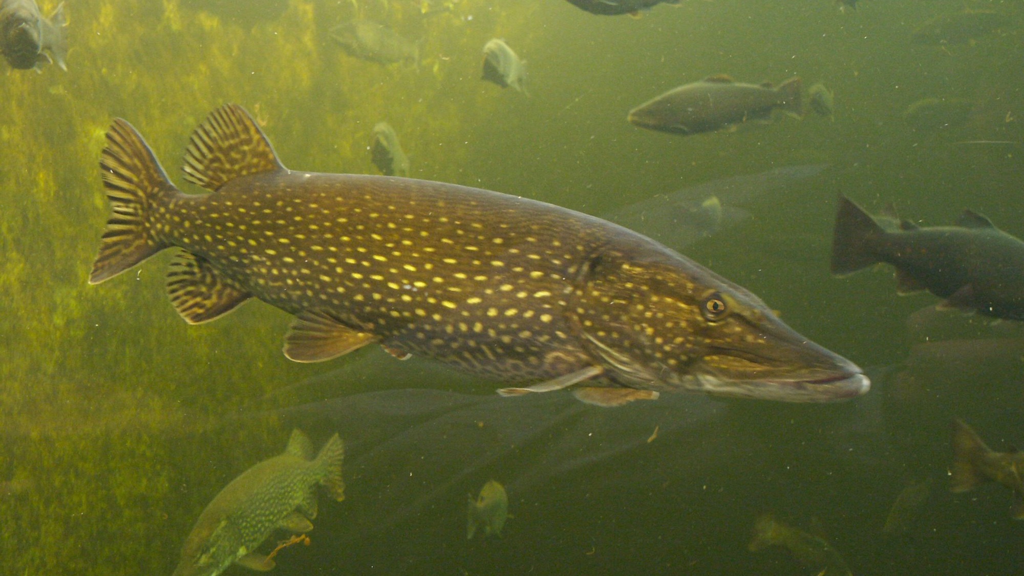 Brochet