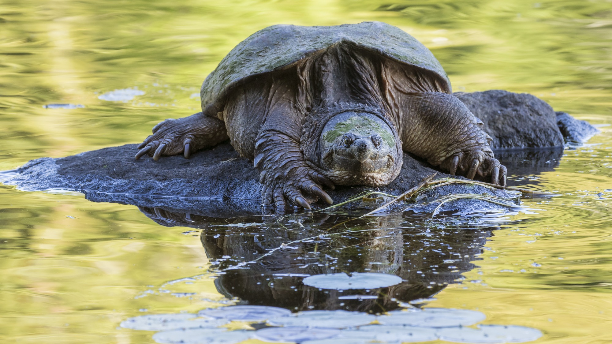 tortue serpentine