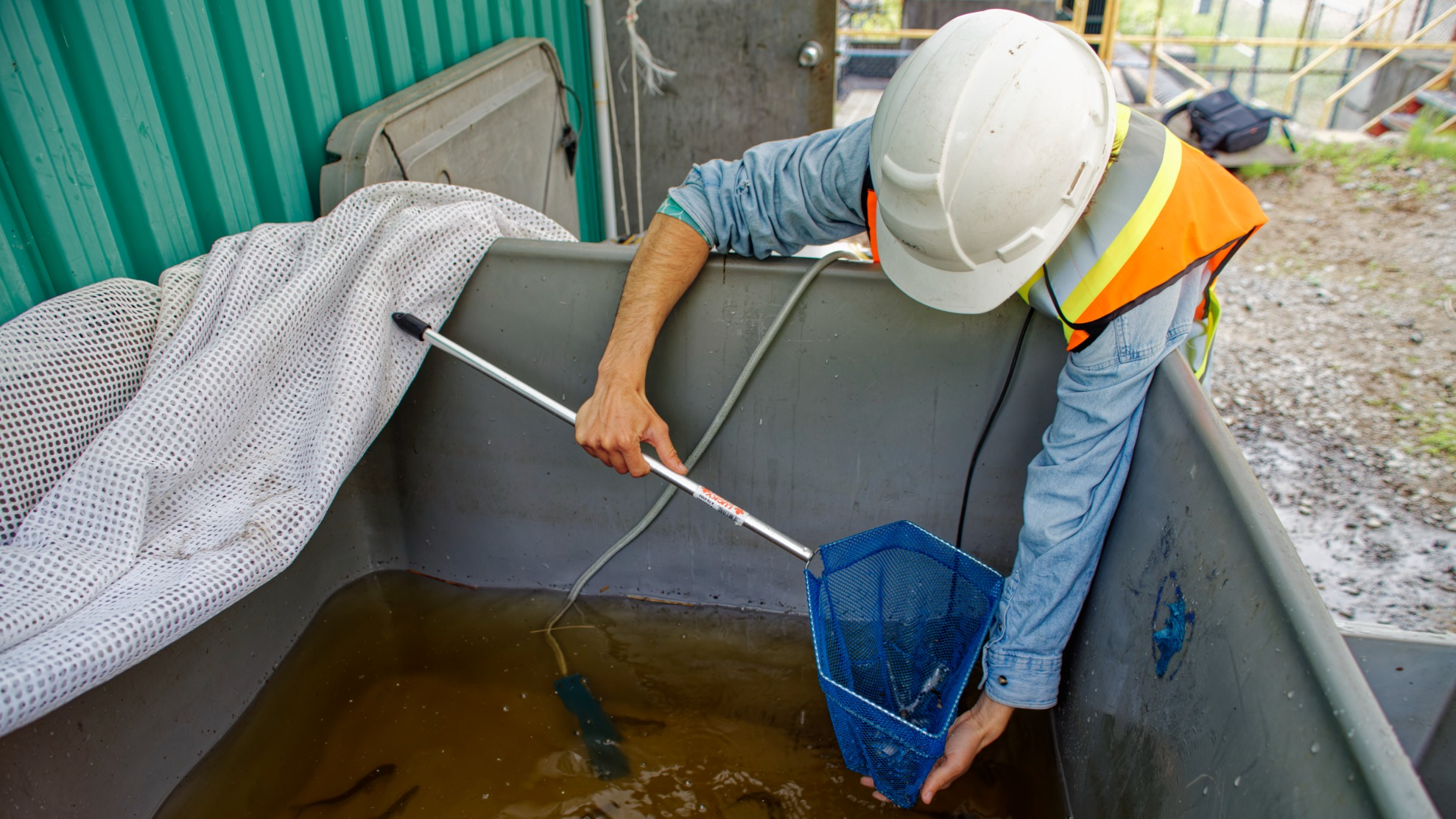 Un bassin de tri avec un technicien de la CBJC sélectionnant les saumons