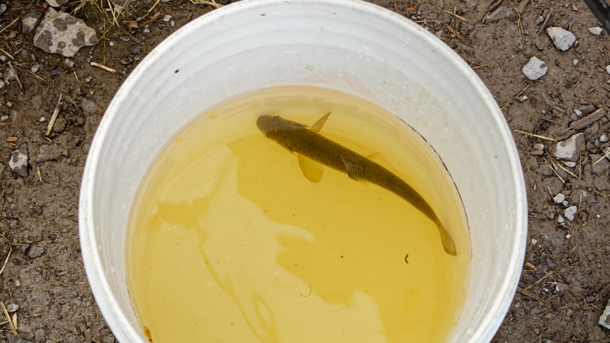 Un poisson est mis dans la chaudière contenant l’eugénol