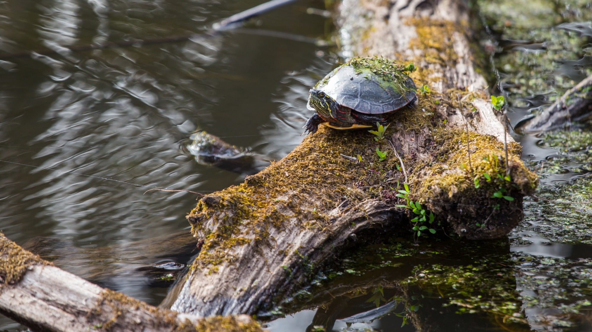 Tortue peinte