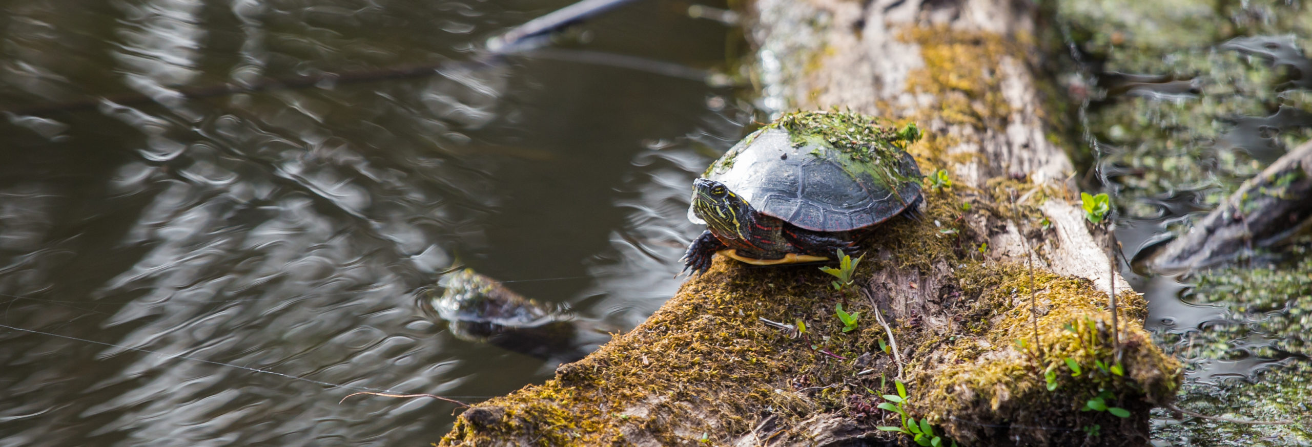 tortue_peinte_riv_outaouais Milieux riverains - Crédits : Caroline Gagné